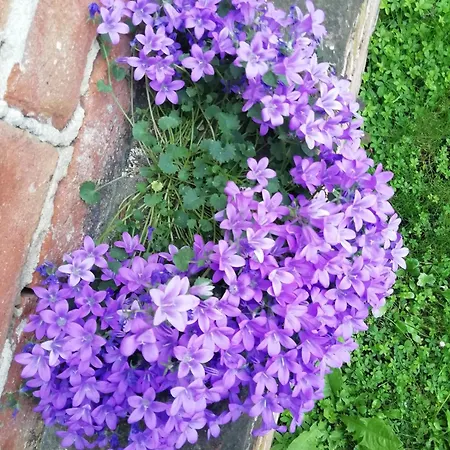 בית חווה Cascina Palazzo Roddi